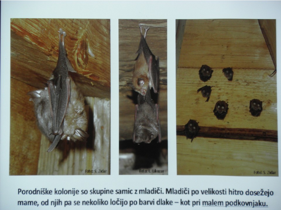 diapozitiv178