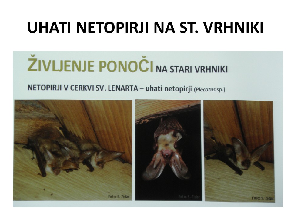 diapozitiv179