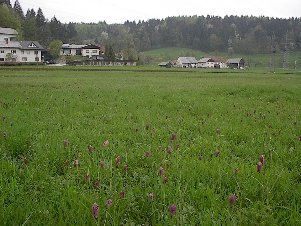 diapozitiv187