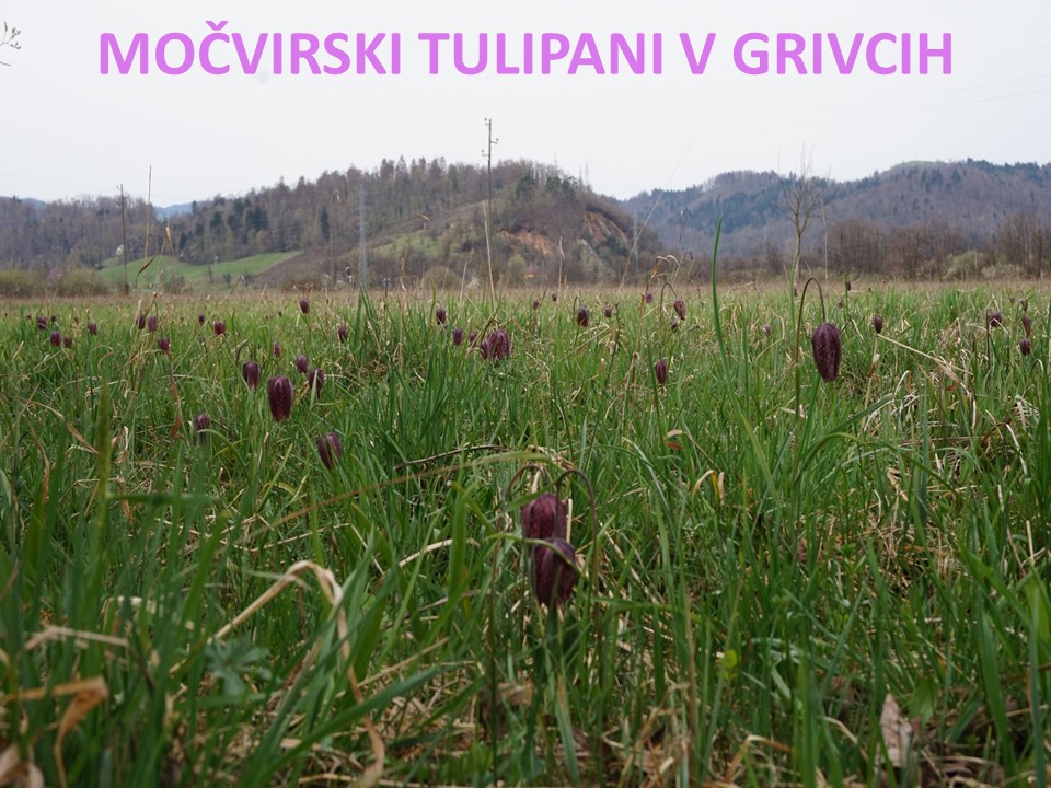 diapozitiv190