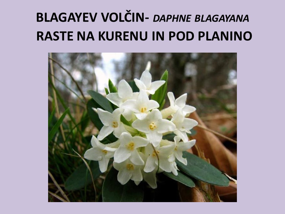 diapozitiv192