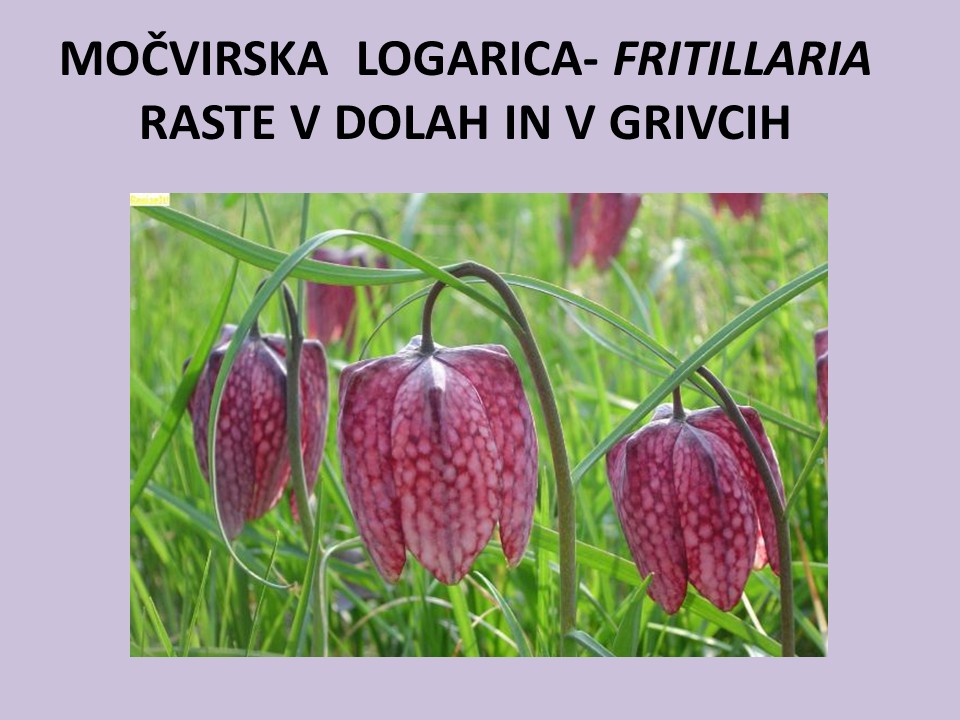 diapozitiv186