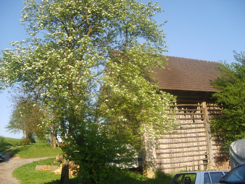 kozolci09378