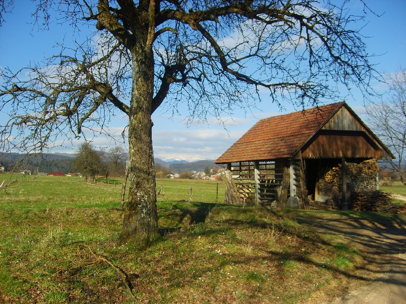 kozolci09289